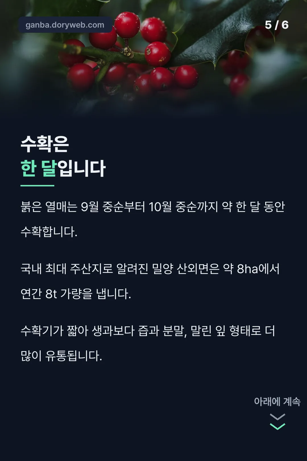 수확은 9월 중순부터 한 달